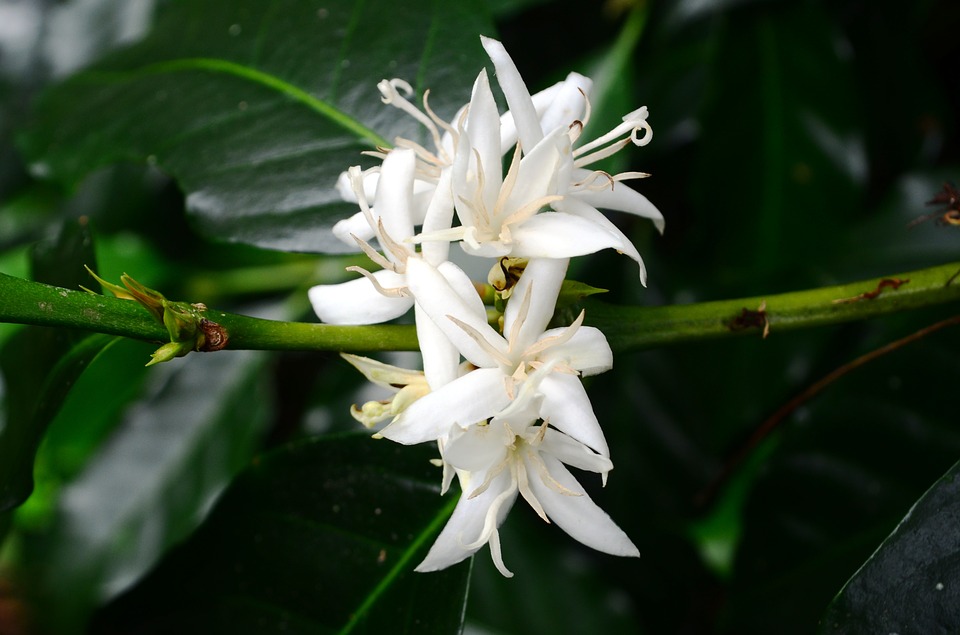 flor de la planta del café